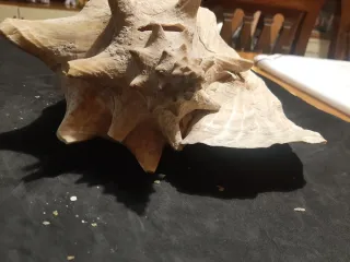 Conchiglia reale rosa