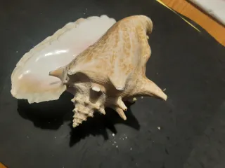 Conchiglia reale rosa