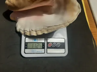 Conchiglia reale rosa