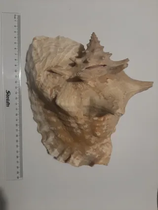 Conchiglia reale rosa