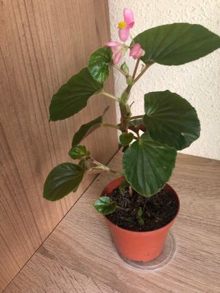Planta de interior con flores rosas , begonia