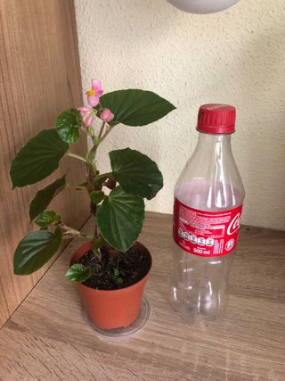 Planta de interior con flores rosas , begonia