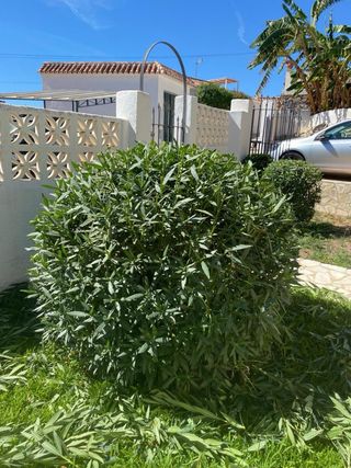 Servicios de Jardinería y Mantenimiento