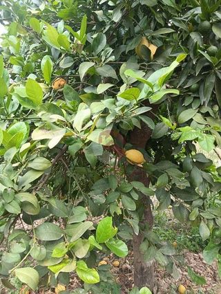 Terreno en venta en Cártama