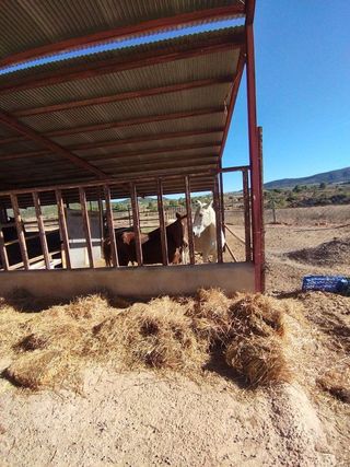 Terreno en venta en Bullas
