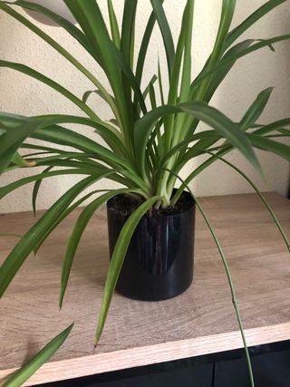 Planta araña colgante