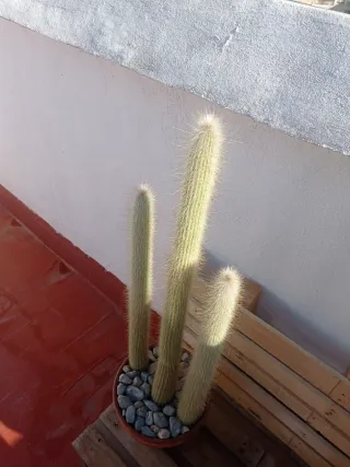 3 Cactus en maceta