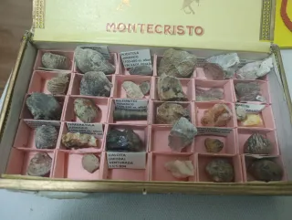 Colección de Fósiles