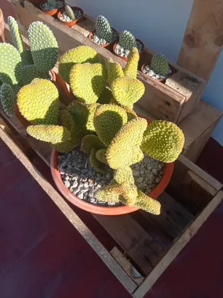 Cactus Opuntia en Maceta