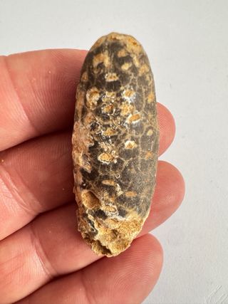 Piña Fósil Alta Calidad SOLO HOY