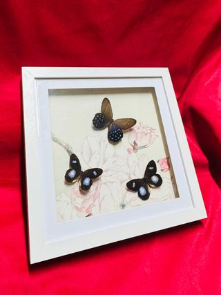 Cuadro Decorativo Mariposas Reales