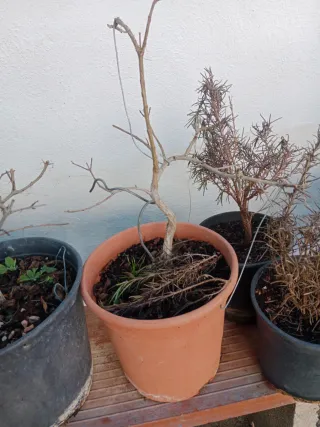 Prebonsais Granatus Nana