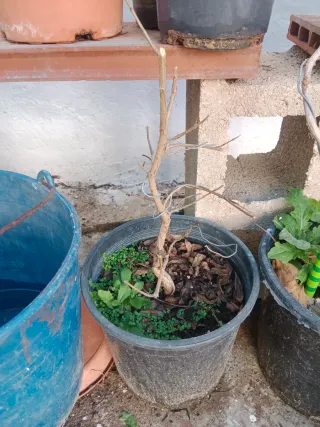 Prebonsais Granatus Nana