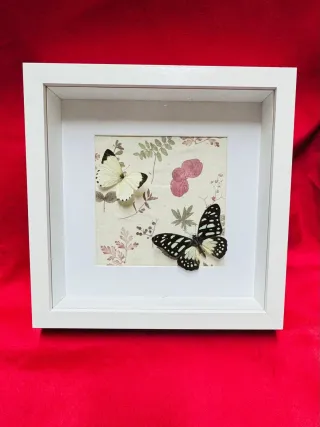 Cuadro Mariposas Reales Vintage