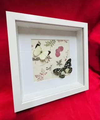 Cuadro Mariposas Reales Vintage