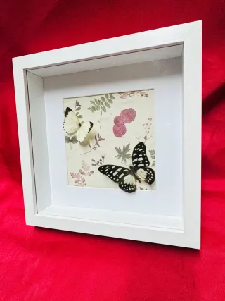 Cuadro Mariposas Reales Vintage