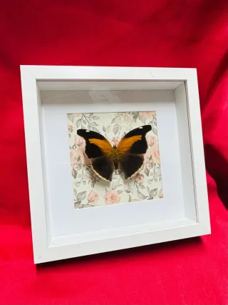 Cuadro Mariposa Decorativo