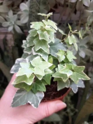 Planta Hiedra Natural Variada