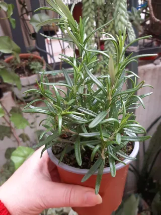 Planta de Romero Natural