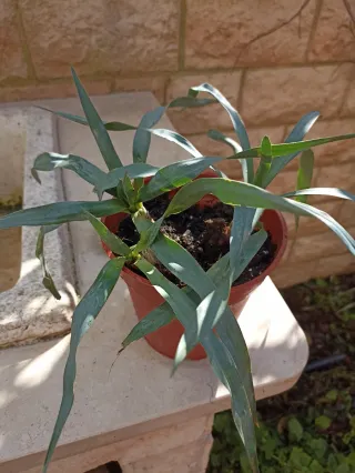 2 Piante di Yucca filamentosa in 1 vasetto