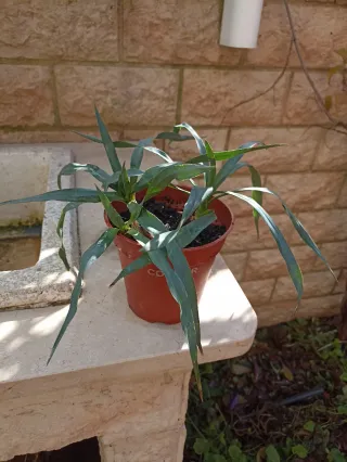 2 Piante di Yucca filamentosa in 1 vasetto