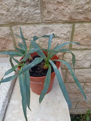 2 Piante di Yucca filamentosa in 1 vasetto