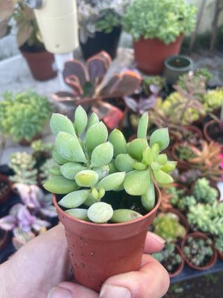 Cotyledon Pendens maceta 5cm