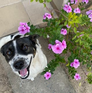 servicio de limpieza