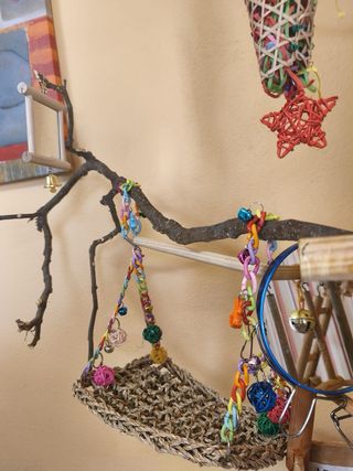 Jaula Ninfa con columpio y juguetes. LOTE.