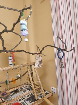 Jaula Ninfa con columpio y juguetes. LOTE.