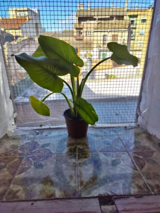 Cala, o lirio de agua (Zantedeschia aethiopica).