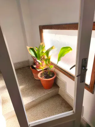 Puerta de paso acristalada estilo Mid-Century.