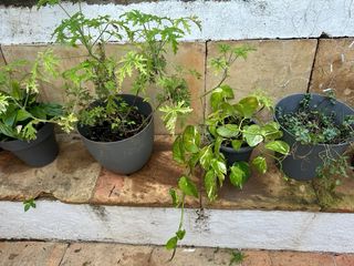 Conjunto plantas + macetas