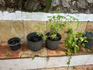 Conjunto plantas + macetas