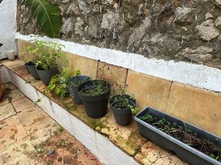 Conjunto plantas + macetas