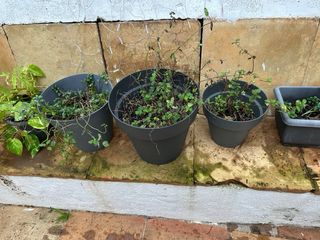 Conjunto plantas + macetas