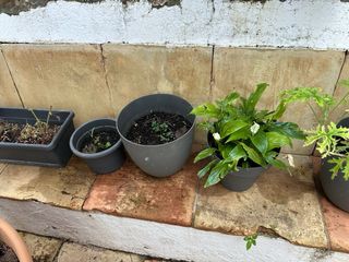 Conjunto plantas + macetas