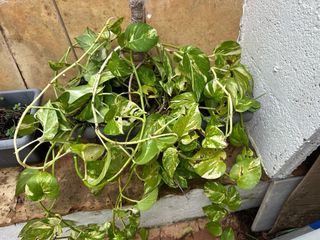 Conjunto plantas + macetas