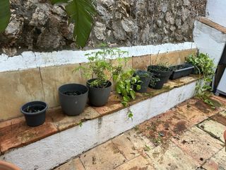 Conjunto plantas + macetas