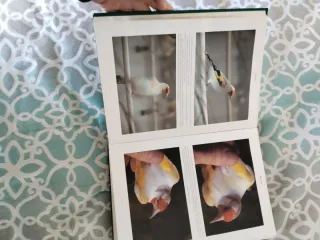 El color del indigena