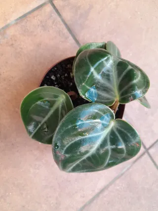 Peperomia Sarcophylla Maceta 12cm