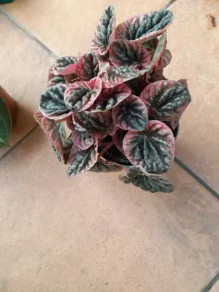 Peperomia Apricot Maceta 12cm.