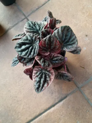 Peperomia Apricot Maceta 12cm