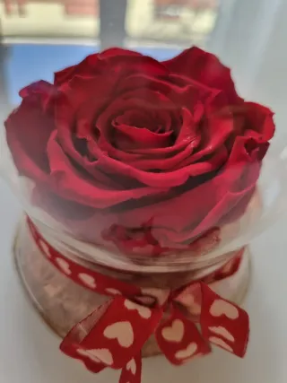 Rosa rossa in campana di vetro
