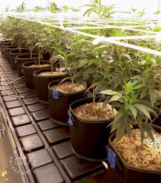 Maceta de tela 5 galones (19L) Paquete de 10 macet