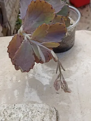 Kalanchoe Fedtschenkoi