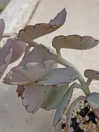 Kalanchoe Fedtschenkoi