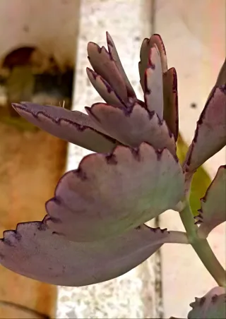 Kalanchoe Fedtschenkoi