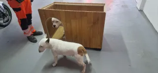 Caseta de madera para perros
