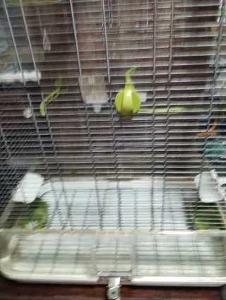 Jaula para pájaros grandes